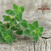 Organic Oregano essential oil